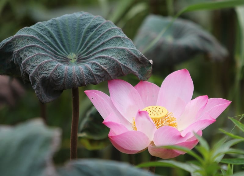 Lotus Pose Yoga